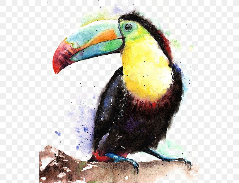 Bird Keel-billed Toucan Watercolor Painting, PNG, 550x630px, Bird, Art, Beak, Color, Coraciiformes Download Free