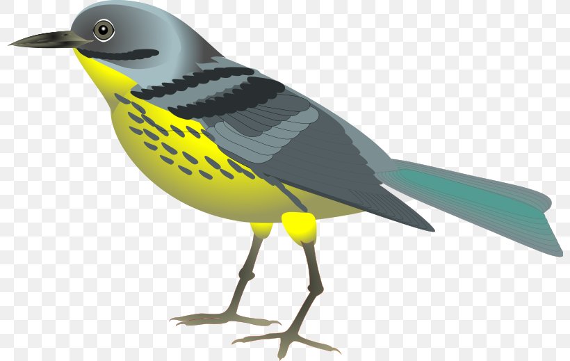 Bird Parrot Clip Art, PNG, 800x519px, Bird, Beak, Bird Flight, Blog, Cartoon Download Free