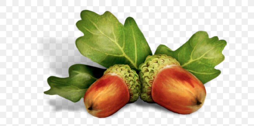 Clip Art Acorn Fruit Blog, PNG, 699x406px, 2019, Acorn, Blog, Decoupage, Flower Download Free