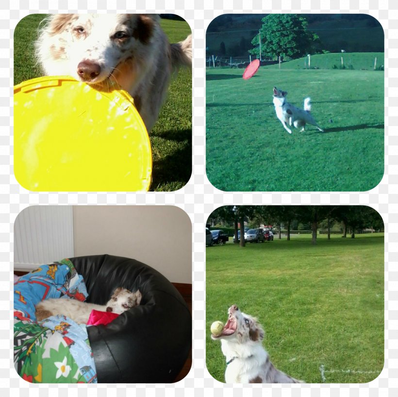 Dog Breed Lawn Google Play, PNG, 1600x1600px, Dog Breed, Animal, Breed, Dog, Fauna Download Free