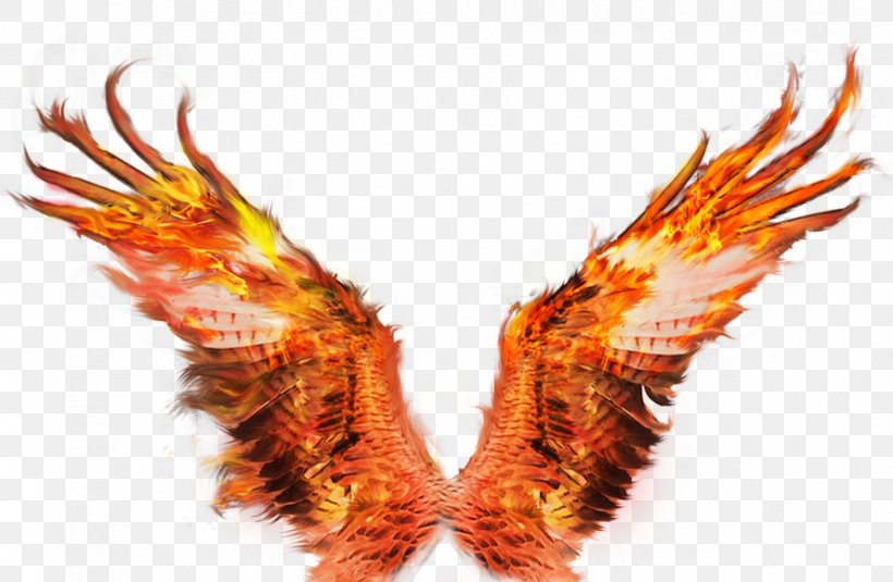 Fire Wings Sacramento Image Clip Art Firebird, PNG, 888x580px, Fire Wings Sacramento, Accipitriformes, Art, Claw, Drawing Download Free