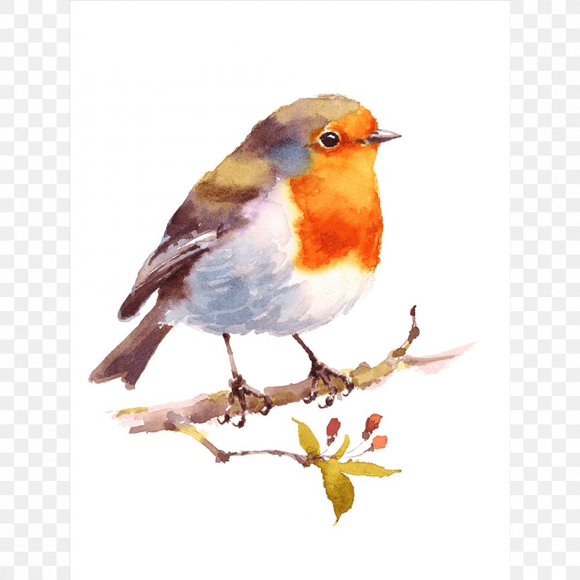 Bird Watercolor Painting Drawing American Robin, PNG, 1000x1000px, Bird, American Robin, Art, Beak, Branch Download Free