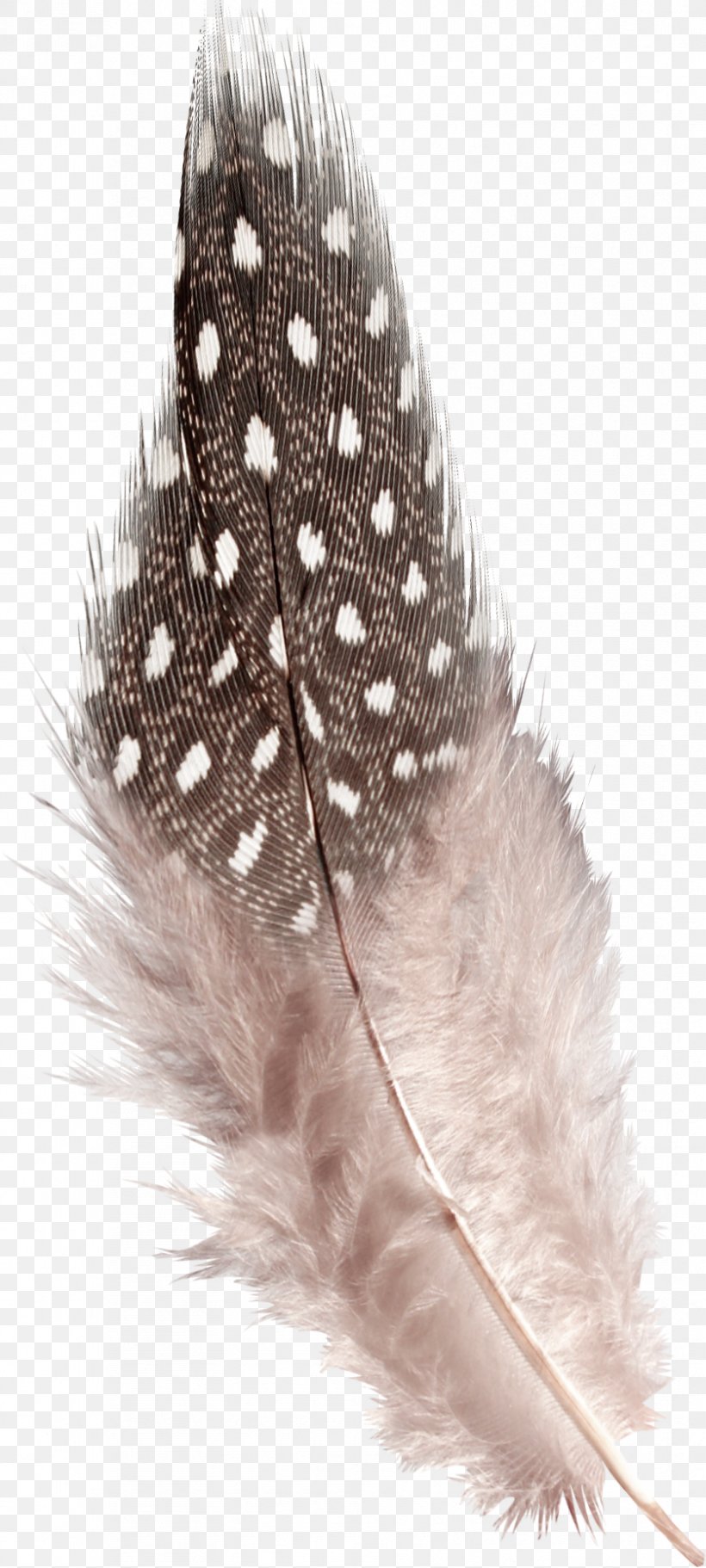Caudipteryx Feather Download, PNG, 838x1863px, Caudipteryx, Feather, Feathered Hair, Fern, Hair Download Free