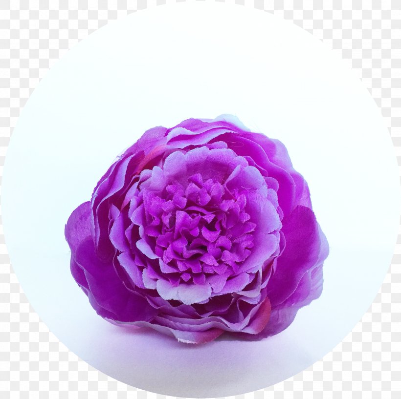 Cabbage Rose Cut Flowers Peony Petal, PNG, 2456x2448px, Cabbage Rose, Com, Cut Flowers, Email, Facebook Download Free