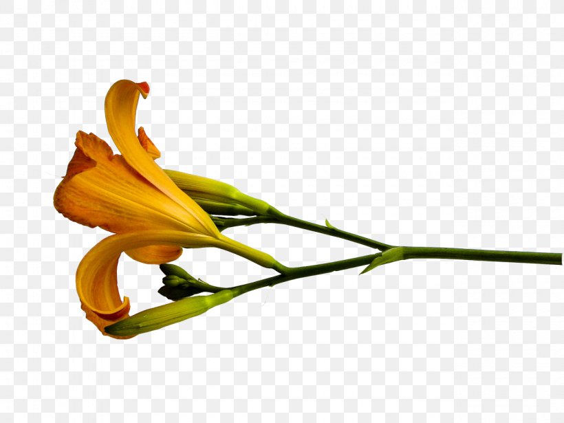 Flower Lilium Painting Clip Art, PNG, 1280x960px, Flower, Banco De Imagens, Bud, Daylily, Drawing Download Free