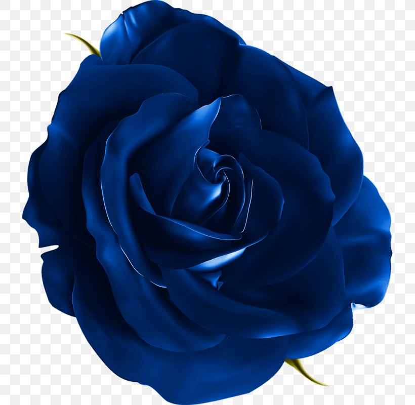 Garden Roses Blue Rose Cabbage Rose Beach Rose Flower, PNG, 732x800px, Garden Roses, Beach Rose, Blue, Blue Rose, Cabbage Rose Download Free