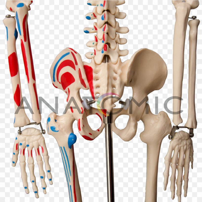 Human Skeleton Shoulder Joint Anatomy, PNG, 1200x1200px, Watercolor, Cartoon, Flower, Frame, Heart Download Free