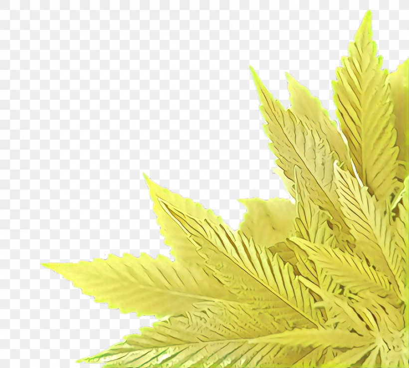 Leaf Yellow Plant Tree Flower, PNG, 900x810px, Leaf, Flower, Grass, Hemp Family, Plant Download Free