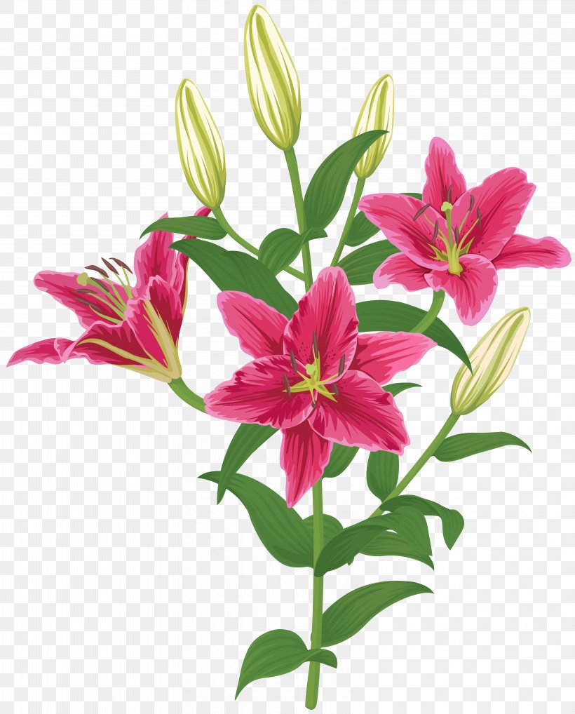 Lily 'Stargazer' Flower Madonna Lily Clip Art, PNG, 6438x8000px, Flower, Alstroemeriaceae, Arumlily, Cut Flowers, Easter Lily Download Free