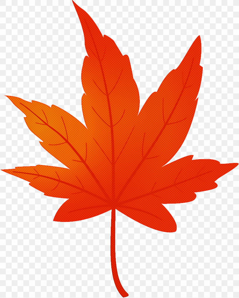 Maple Leaf Autumn Leaf Yellow Leaf, PNG, 824x1026px, Maple Leaf, Autumn Leaf, Black Maple, Deciduous, Flower Download Free