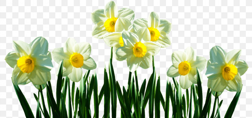 Wild Daffodil Bunch-flowered Daffodil Tulip Ornamental Plant Lily, PNG, 1280x600px, Wild Daffodil, Bulb, Bunchflowered Daffodil, Daffodil, Flower Download Free