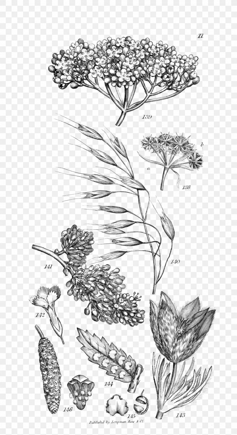 An Introduction To Physiological And Systematical Botany Woody Plant Art, PNG, 2070x3796px, Plant, Art, Artwork, Black And White, Botany Download Free