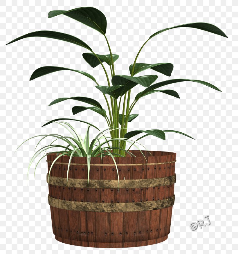 Arecaceae Flowerpot Houseplant Grasses Family, PNG, 809x875px, Arecaceae, Arecales, Family, Flowerpot, Grass Download Free