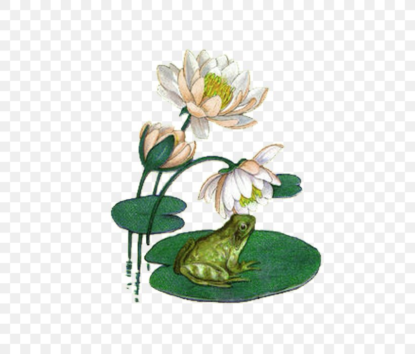 Koi Water Lily Frog Mousepad Pond, PNG, 700x700px, Koi, American Bullfrog, Color, Flora, Floral Design Download Free