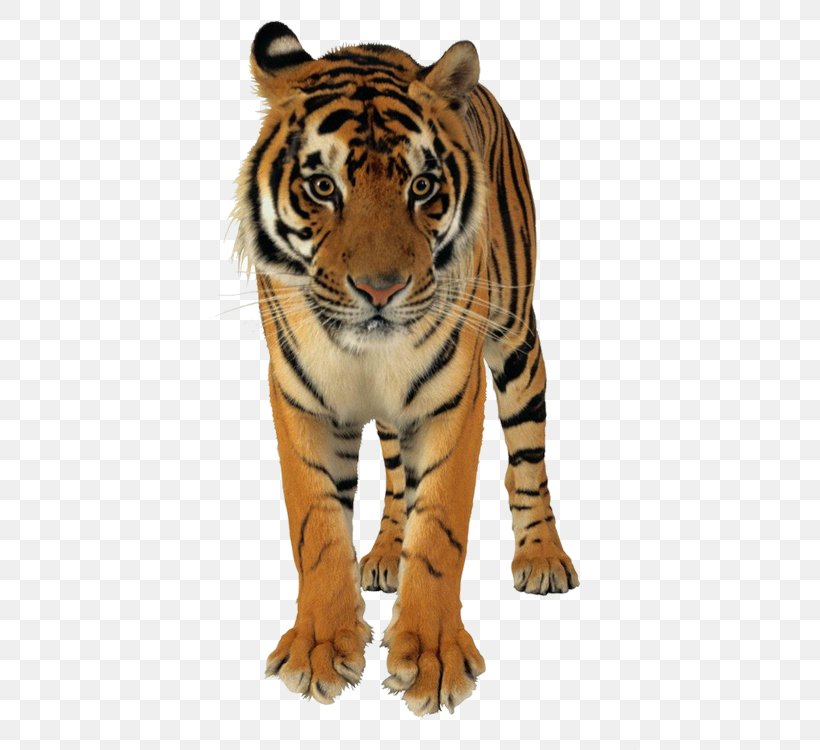 Lion Bangladesh Bengal Tiger Saving Tigers Cat, PNG, 750x750px, Lion, Animal, Bangladesh, Bengal Tiger, Big Cats Download Free