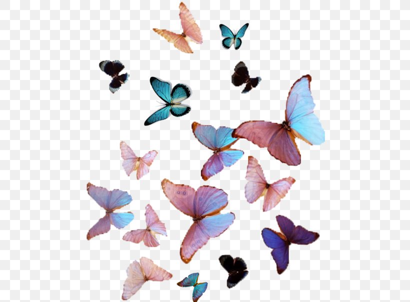 Butterfly Cuteness Victon Aesthetics Color, PNG, 480x604px, Butterfly, Aegyo, Aesthetics, Art, Blue Download Free