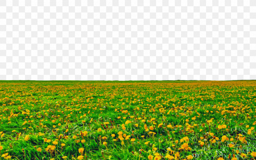 Field Meadow Grassland Natural Environment Green, PNG, 1880x1177px, Field, Flower, Grass, Grassland, Green Download Free