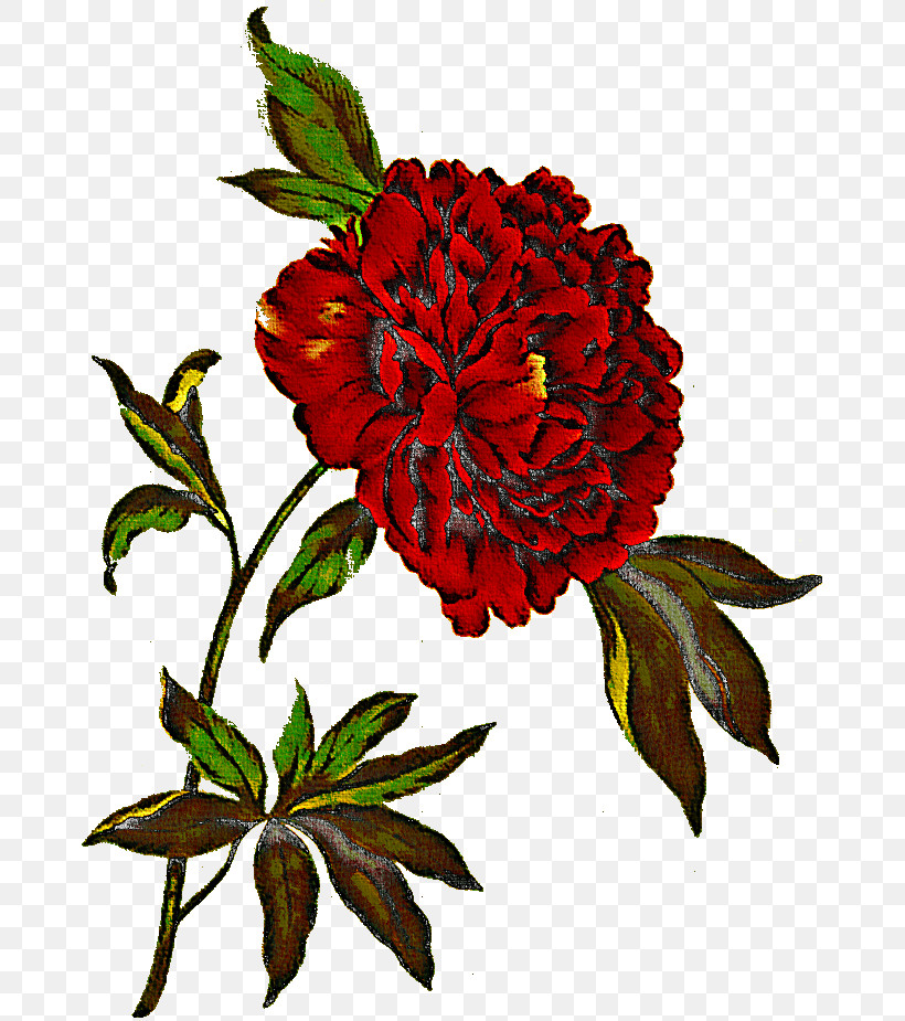 Flower Plant Tagetes Common Peony Carnation, PNG, 671x925px, Drawing Flower, Carnation, Chinese Peony, Common Peony, Cut Flowers Download Free