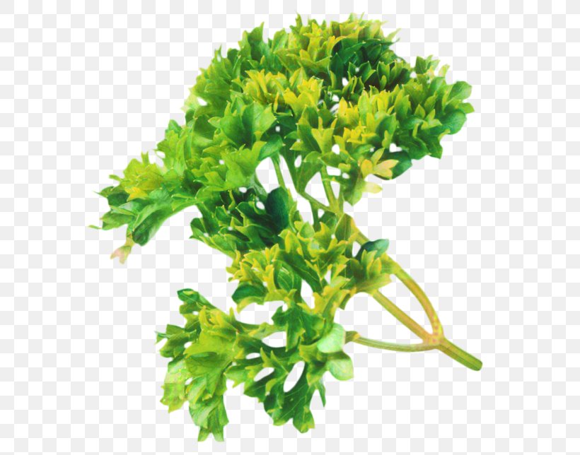 Parsley Rapini Subshrub, PNG, 699x644px, Parsley, Aquarium Decor, Flower, Flowering Plant, Grass Download Free