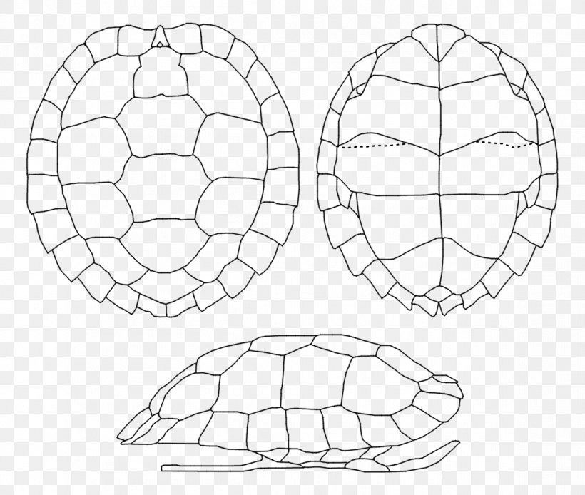 Tortoise Desktop Wallpaper Computer Football Font, PNG, 1159x982px, Tortoise, Animated Cartoon, Ball, Commodity, Computer Download Free