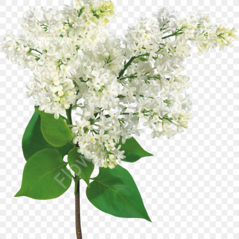 Common Lilac Flower Bouquet, PNG, 1000x1000px, Lilac, Blossom, Branch, Common Lilac, Cornales Download Free