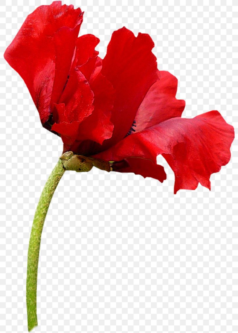 Common Poppy Flower Papaver Alpinum, PNG, 800x1146px, Common Poppy, Blog, Carnation, Cut Flowers, Flower Download Free