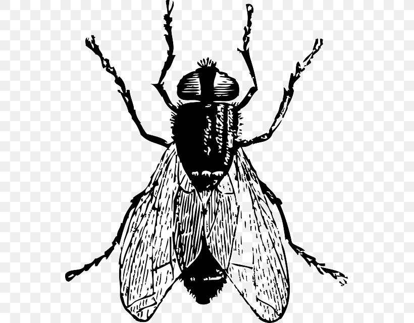 Fly Drawing Clip Art, PNG, 561x640px, Fly, Arthropod, Artwork, Black And White, Black Fly Download Free