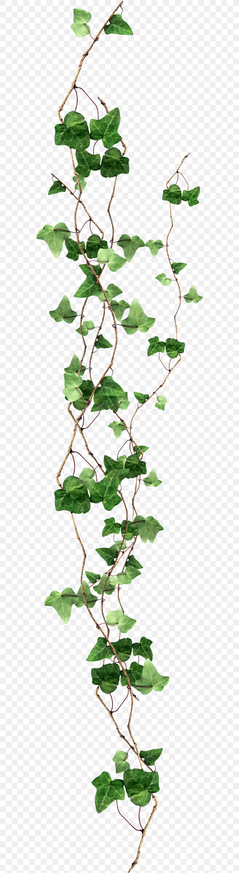 Ivy, PNG, 572x2988px, Ivy, Branch, Chart, Computer Graphics, Data Compression Download Free
