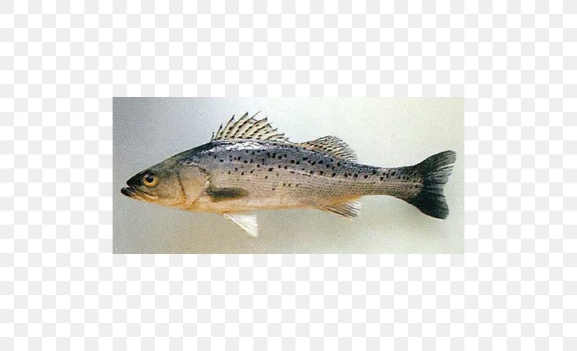 Japanese Sea Bass European Bass Trout-perch Fossil, PNG, 500x500px, Japanese Sea Bass, Actinopterygii, Barramundi, Bass, Bony Fish Download Free