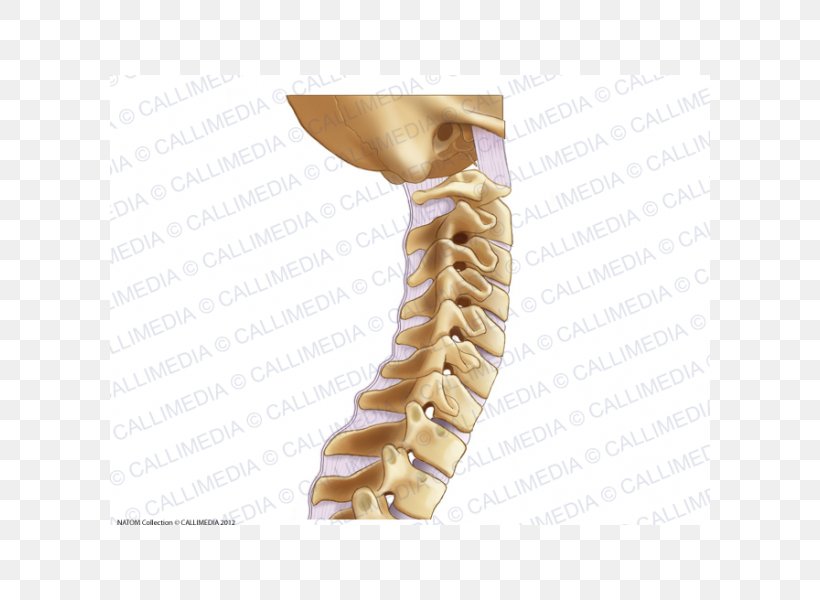 Nuchal Ligament Cervical Vertebrae Vertebral Column Lumbar Vertebrae, PNG, 600x600px, Ligament, Ache, Anatomy, Arm, Arthritis Download Free