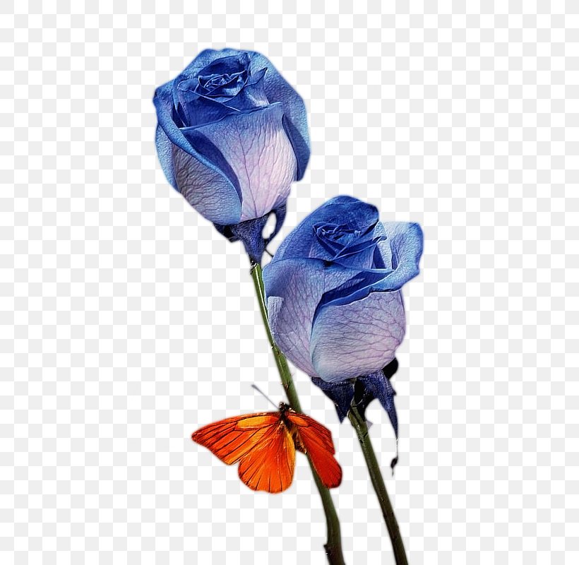 Blue Rose Flower Bouquet Nosegay, PNG, 480x800px, Blue Rose, Blue, Cut Flowers, Flower, Flower Bouquet Download Free