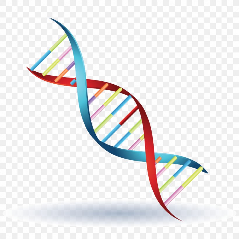 Chromosome Genetics DNA Symbol Clip Art, PNG, 1024x1024px, Chromosome, Cloning, Dna, Fashion Accessory, Genetics Download Free