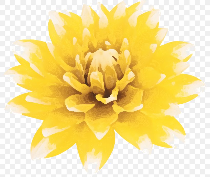 Dahlia Petal Cut Flowers Chrysanthemum, PNG, 800x690px, Dahlia, Chrysanthemum, Chrysanths, Common Daisy, Cut Flowers Download Free