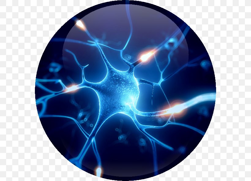 Neuron Nervous System Neurodegeneration Synapse Brain, PNG, 592x592px