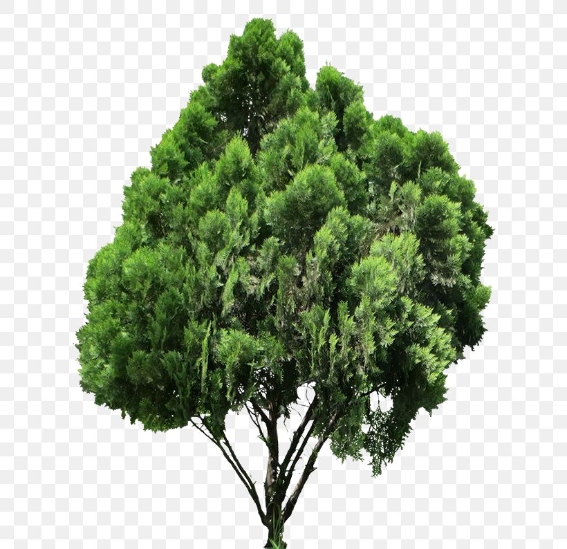 Clip Art Conifers Image Tree, PNG, 640x794px, Conifers, Arborvitae, Evergreen, Image Resolution, Oriental Arborvitae Download Free