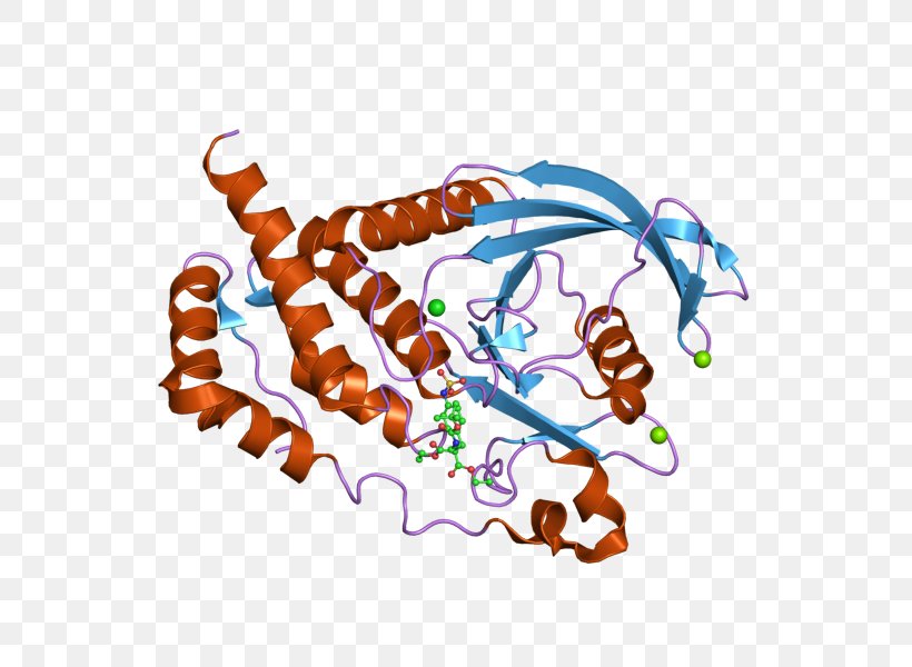 PTPRB Art Protein Tyrosine Phosphatase Protein Phosphatase, PNG, 800x600px, Ptprb, Art, Art Museum, Enzyme, Food Download Free