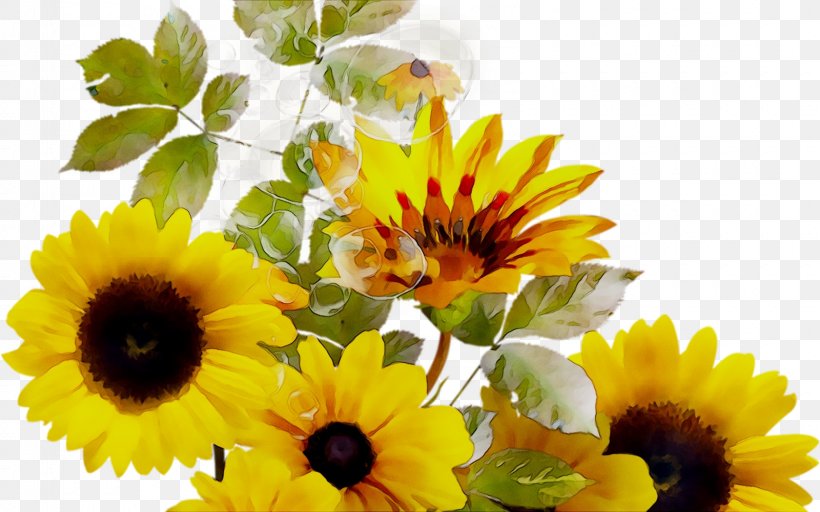 Common Sunflower Yellow Annual Plant Sunflower Seed, PNG, 1600x1000px, Common Sunflower, Annual Plant, Artificial Flower, Asterales, Calendula Download Free