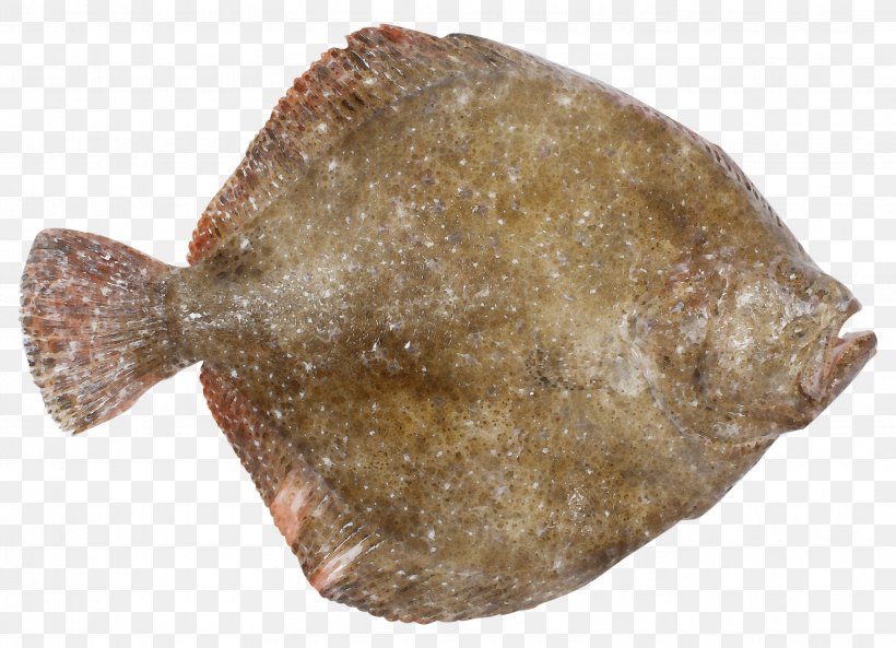 Fish Flatfish Sole Fish Flounder, PNG, 3425x2480px, Watercolor, Fish, Flatfish, Flounder, Paint Download Free