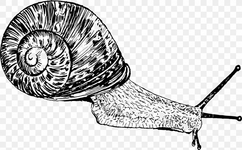 Gastropods Snail Drawing Clip Art, PNG, 2400x1487px, Gastropods, Biomineral, Black And White, Cornu Aspersum, Drawing Download Free