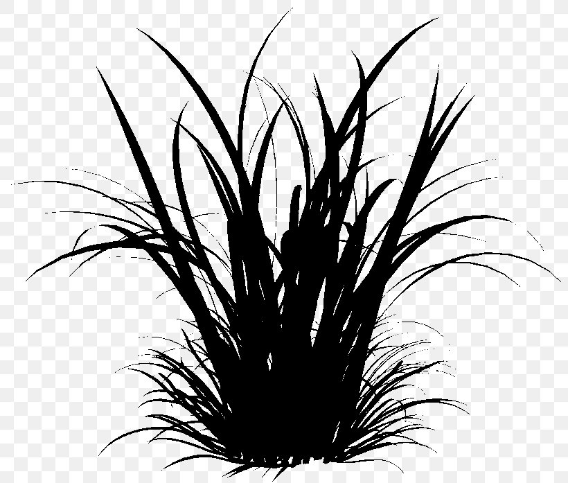Ornamental Grass Clip Art Grasses, PNG, 801x697px, Ornamental Grass, Blackandwhite, Feather, Garden, Grass Download Free