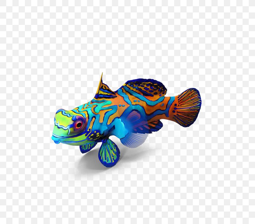 Mandarinfish Image Desktop Wallpaper, PNG, 720x720px, Mandarinfish, Dog Toy, Dragonet, Fish Download Free