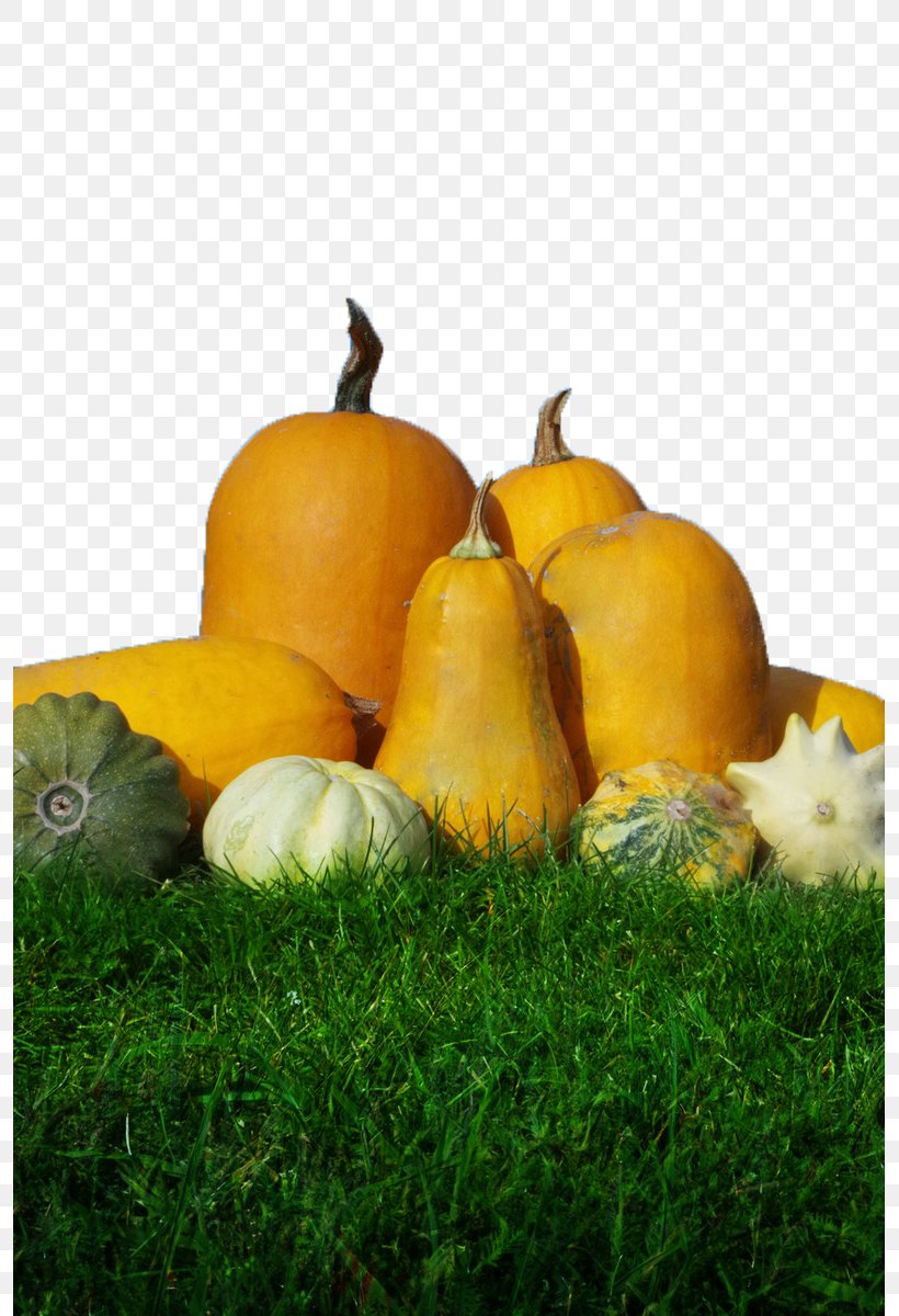 Pumpkin Calabaza Gourd Winter Squash Harvest, PNG, 795x1200px, Pumpkin, Autumn, Calabaza, Cucumber Gourd And Melon Family, Cucurbita Download Free