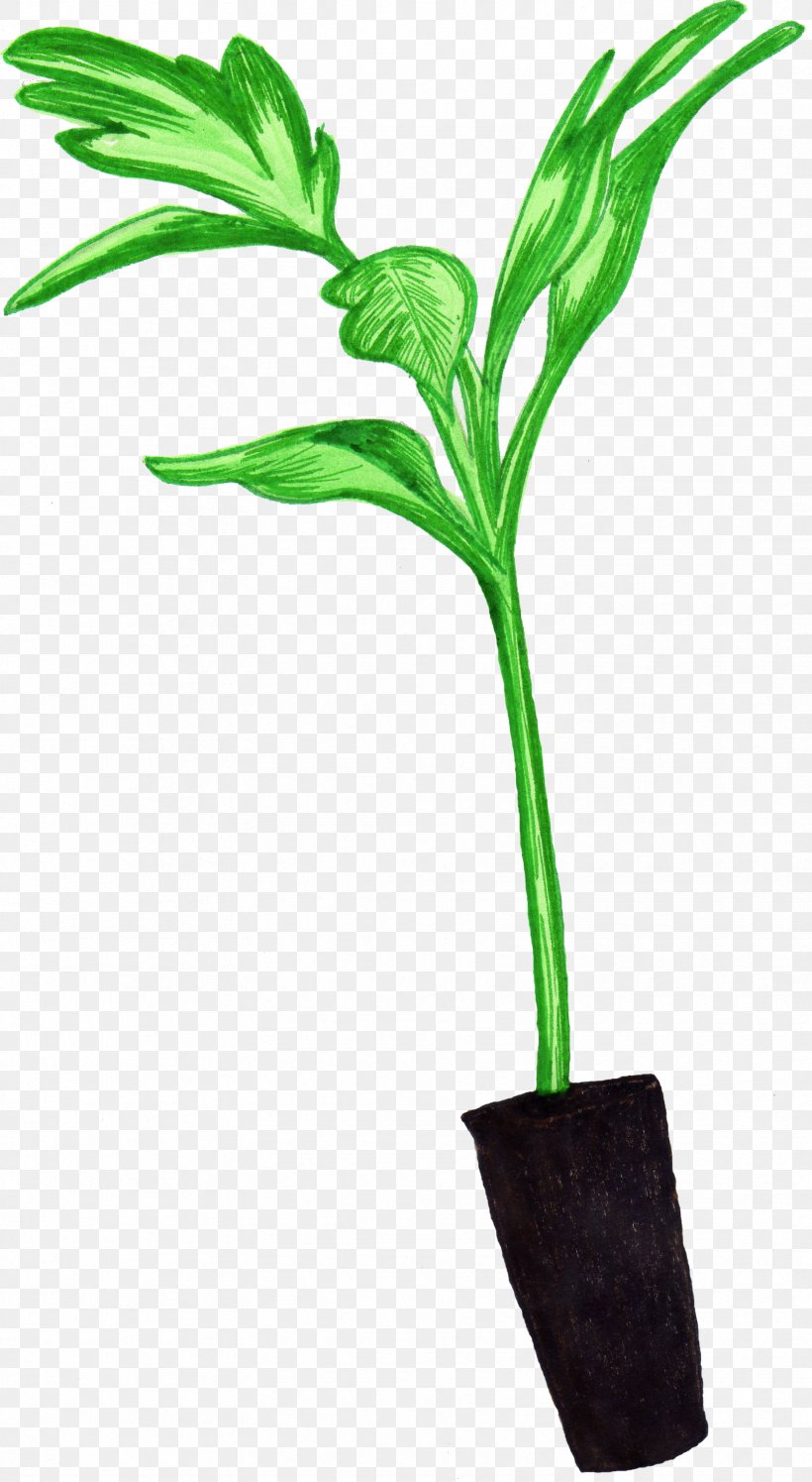 Seedling Leaf Plant Stem Flowerpot Tomato, PNG, 1668x3042px, Seedling, Actionscript, Adobe, Flash Gallery, Flower Download Free