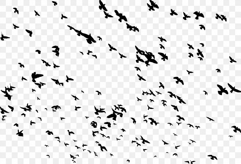 Bird Flight Bird Flight Flock Clip Art, PNG, 2324x1588px, Bird, Animal Migration, Area, Beak, Bird Flight Download Free