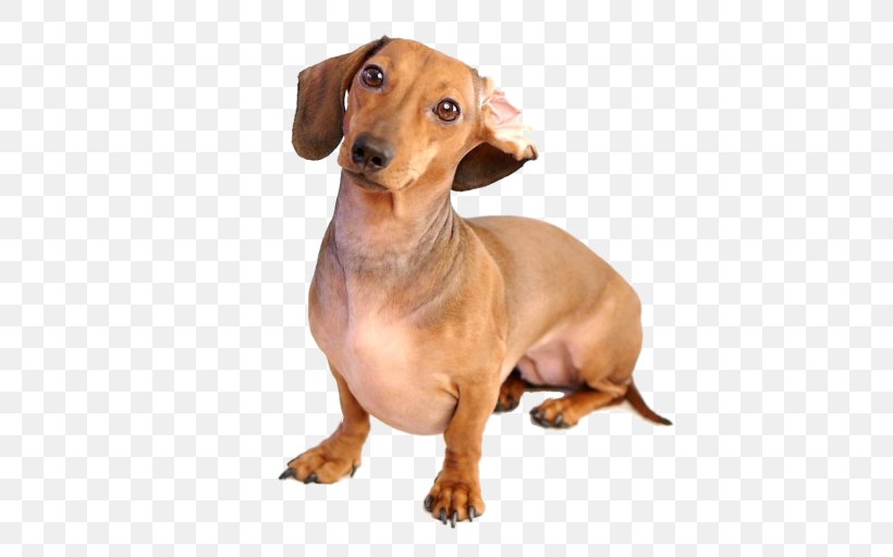 Dachshund German Pinscher Puppy Dog Breed Android, PNG, 512x512px, Dachshund, Android, Carnivoran, Companion Dog, Dog Download Free