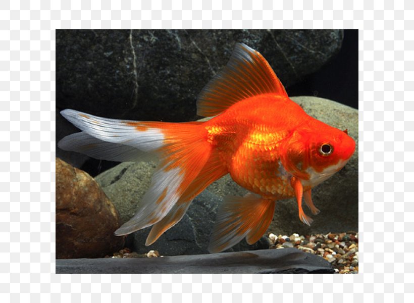 Ryukin Fantail Oranda Common Goldfish Koi, PNG, 600x600px, Ryukin, Aquarium, Aquariums, Bony Fish, Breed Download Free
