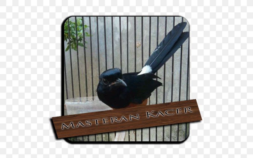 Bird Magpie-robins Mobile App Oriental Magpie-robin Application Software, PNG, 512x512px, Bird, Cage, Google, Google Play, Highway M06 Download Free