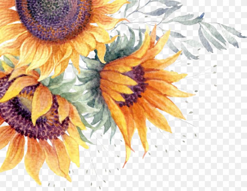 Common Sunflower Clip Art Image Watercolor Painting, PNG, 1002x774px, Common Sunflower, Daisy Family, Floral Design, Flower, Flowering Plant Download Free