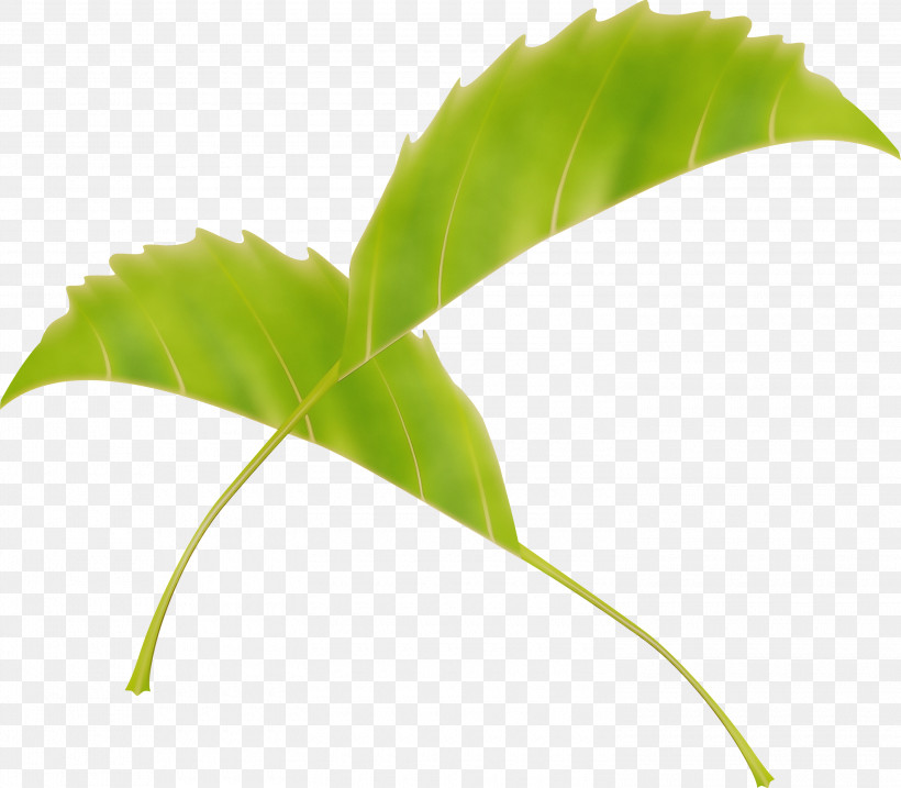 Leaf Plant Flower Plant Stem Tree, PNG, 3000x2624px, Leaf, Flower, Paint, Plant, Plant Stem Download Free