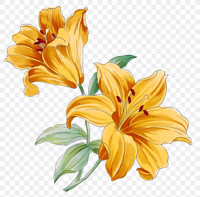 Lilium Flower Drawing, PNG, 2436x2398px, Lilium, Cut Flowers, Daisy Family, Daylily, Drawing Download Free